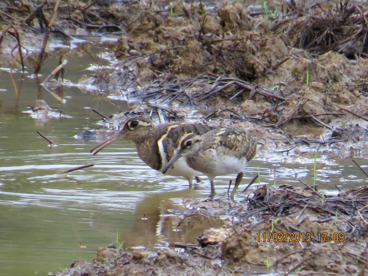 Greater Painted-Snipe - Athula Edirisinghe