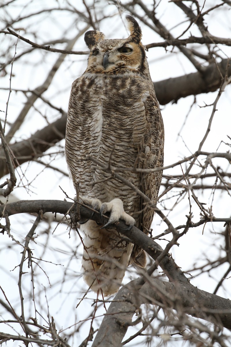 Great Horned Owl - ML136926061