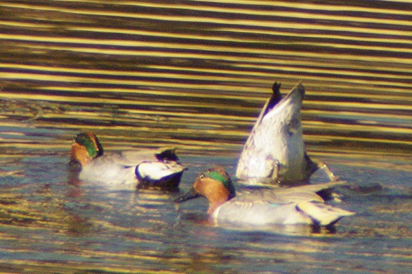 Green-winged Teal - Pat Goltz