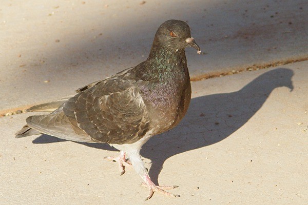 Rock Pigeon (Feral Pigeon) - ML136931391
