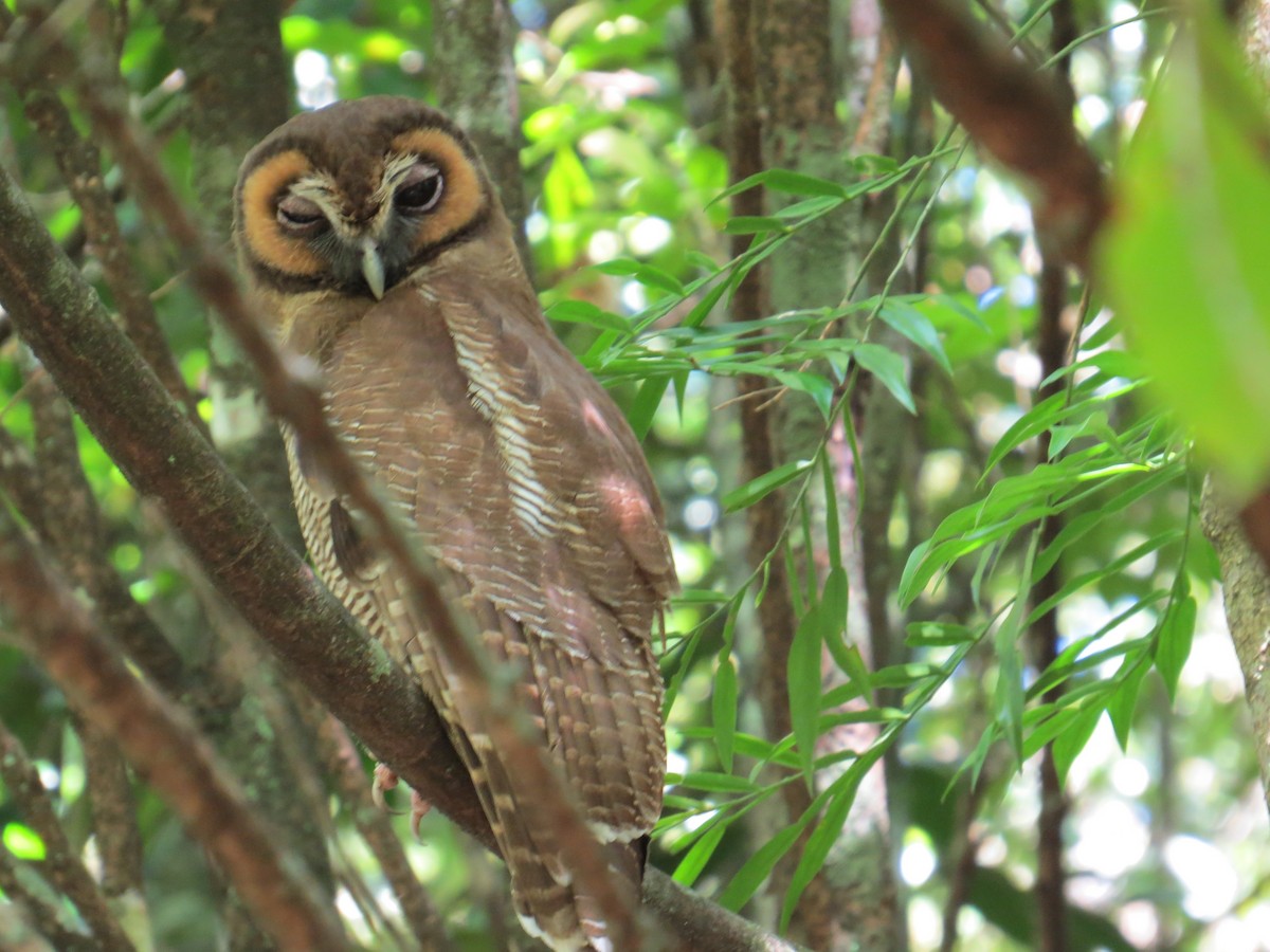 Brown Wood-Owl - Athula Edirisinghe