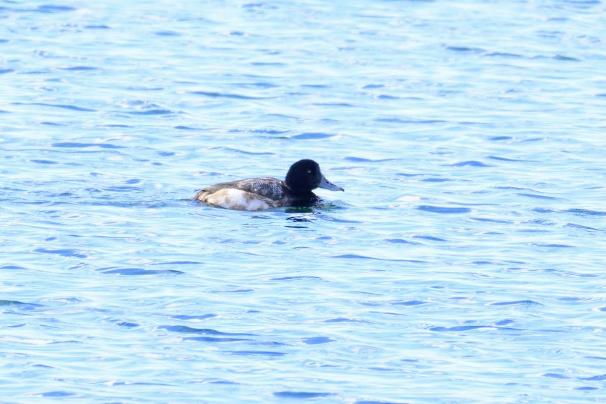 Greater Scaup - ML136935371
