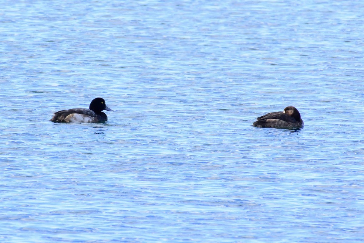 Greater Scaup - ML136935411