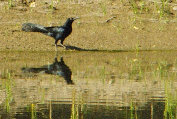 Great-tailed Grackle - ML136936891