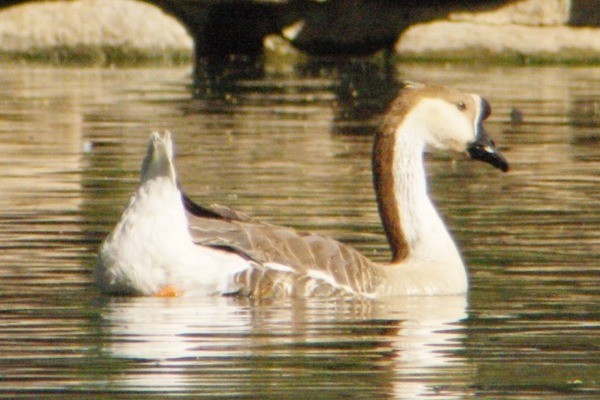 Swan Goose (Domestic type) - ML136938501
