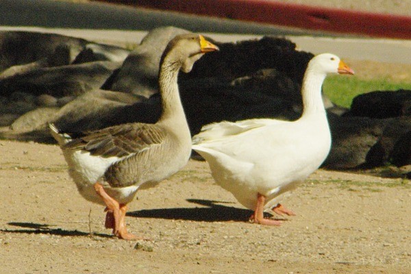 Swan Goose (Domestic type) - ML136938511