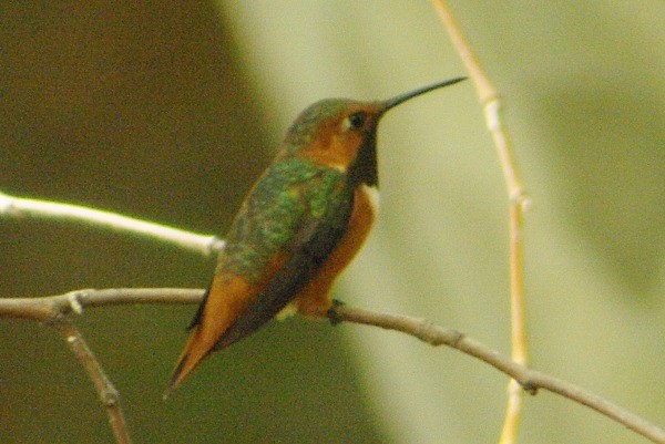 Allen's Hummingbird - Pat Goltz