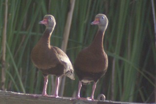 Black-bellied Whistling-Duck, ML136946161
