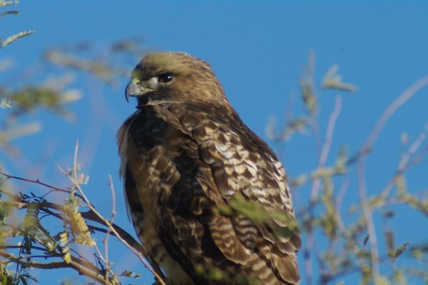 Red-tailed Hawk - ML136946681