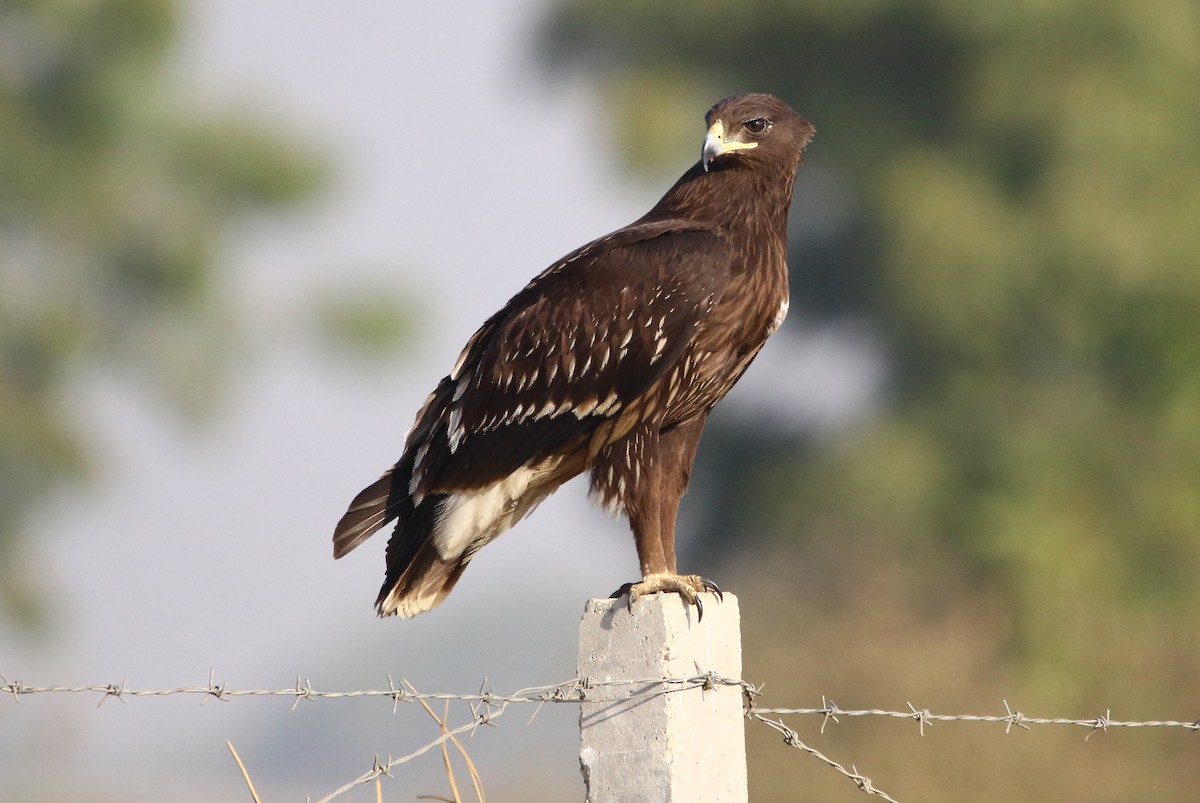 Greater Spotted Eagle - ML136950481