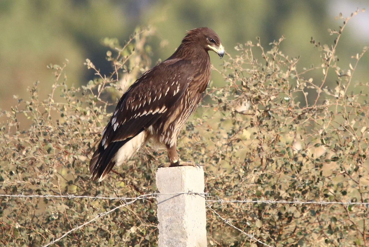 Greater Spotted Eagle - ML136950511