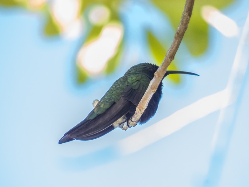 kolibřík hispaniolský - ML136951291