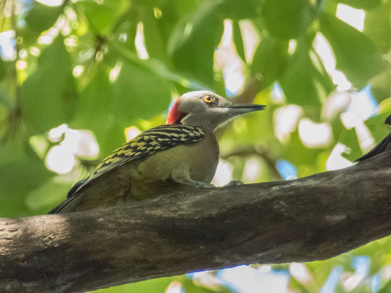 Hispaniolan Woodpecker - ML136951511