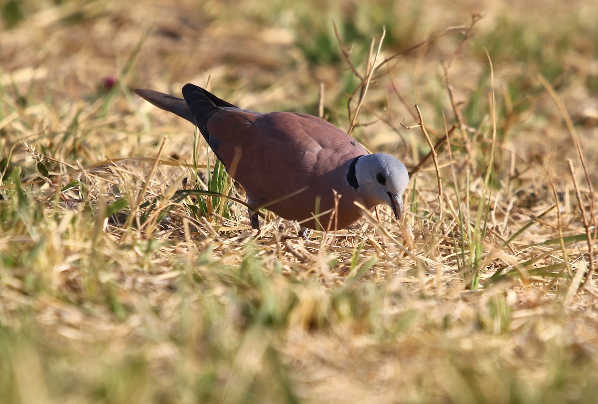 Red Collared-Dove - ML136951611