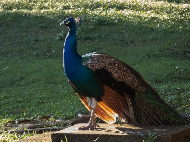 Indian Peafowl (Domestic type) - ML136952111