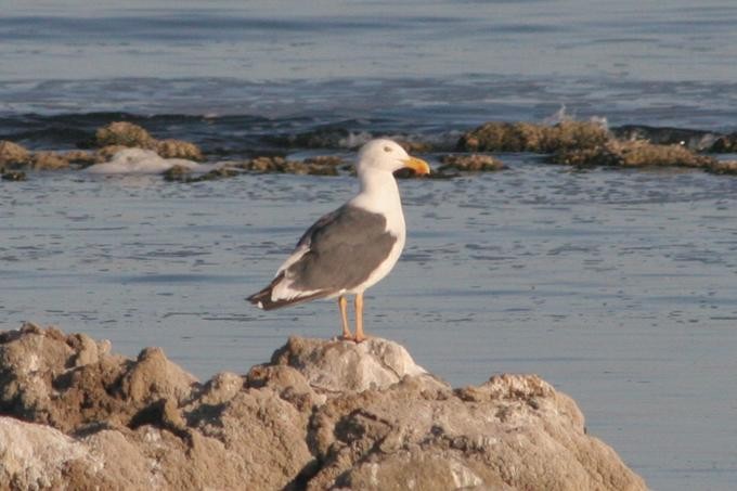 Yellow-footed Gull - ML136955871