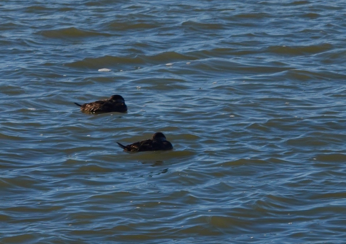 eBird Checklist - 25 Jan 2019 - Folly Beach Fishing Pier - 16 species