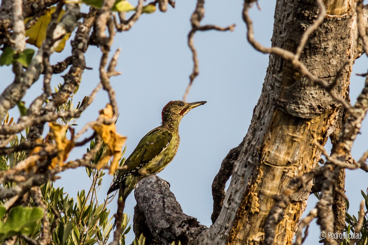 Iberian Green Woodpecker - Pedro Nicolau