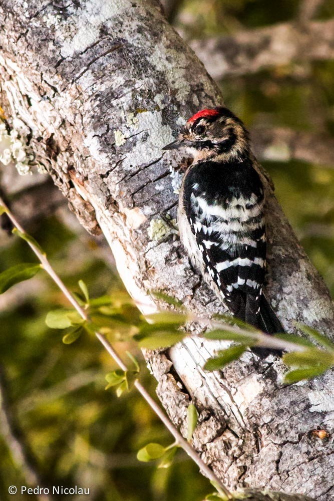 Lesser Spotted Woodpecker - ML136956661
