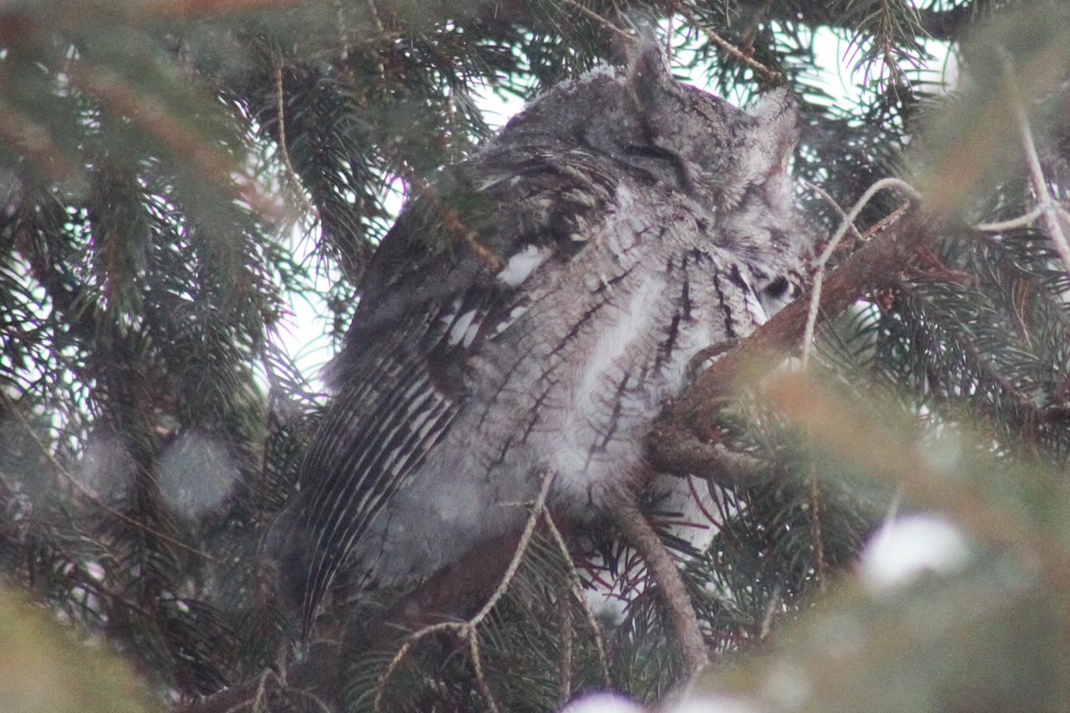 Eastern Screech-Owl (Northern) - Zane Shantz