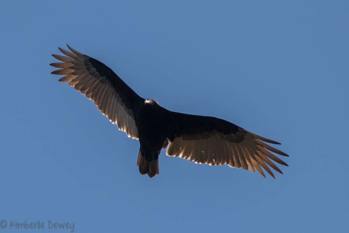 Turkey Vulture - Kimberlie Dewey