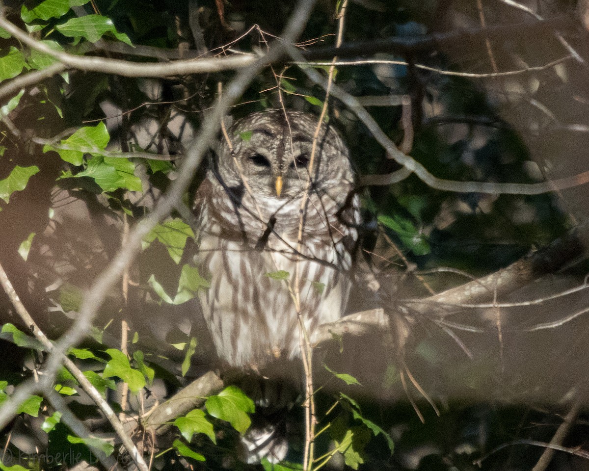 Barred Owl - Kimberlie Dewey