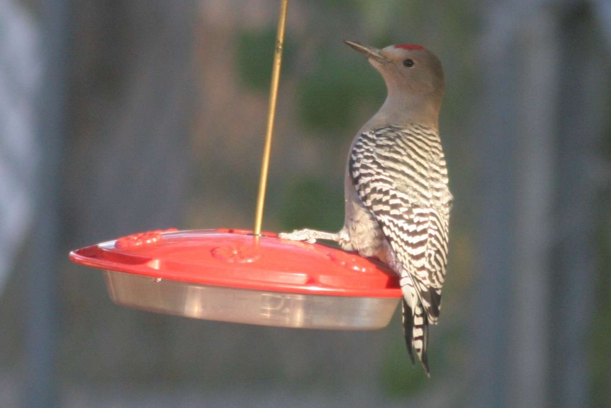 Gila Woodpecker - ML136959181