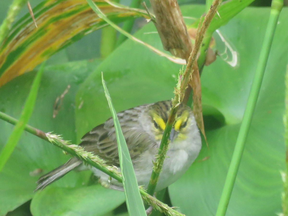 Yellow-browed Sparrow - Jorge Alcalá