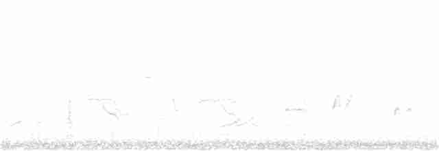 Кривоклювый пересмешник [группа palmeri] - ML136964511