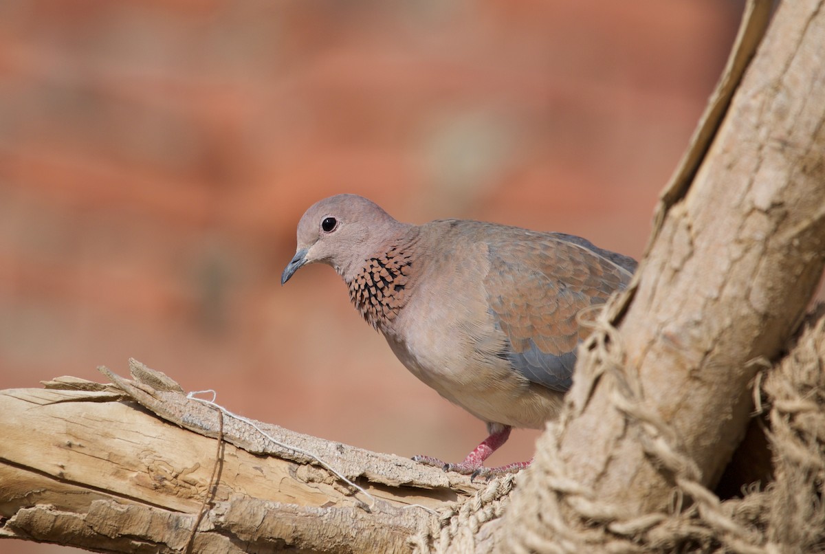 Laughing Dove - ML136965941