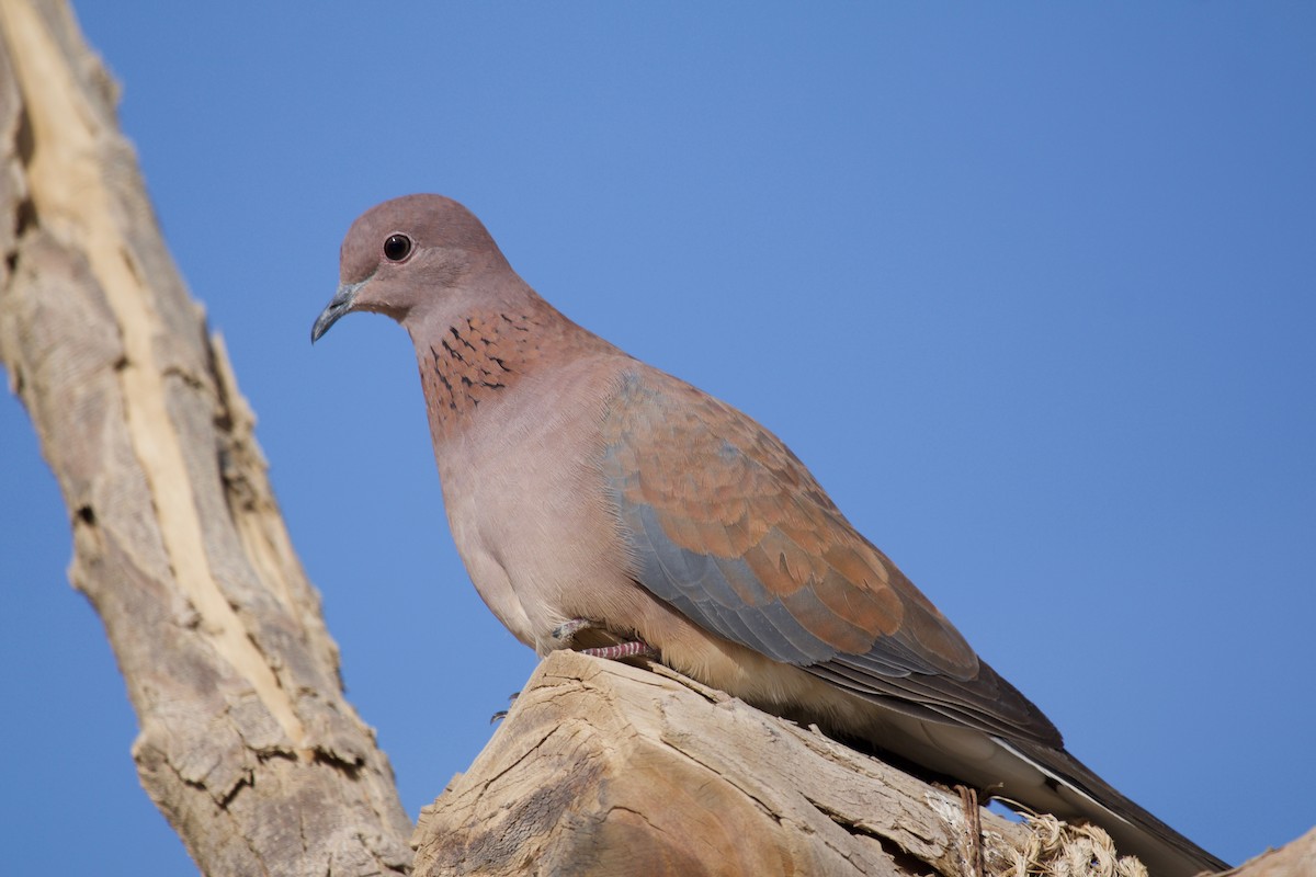 Laughing Dove - ML136966001