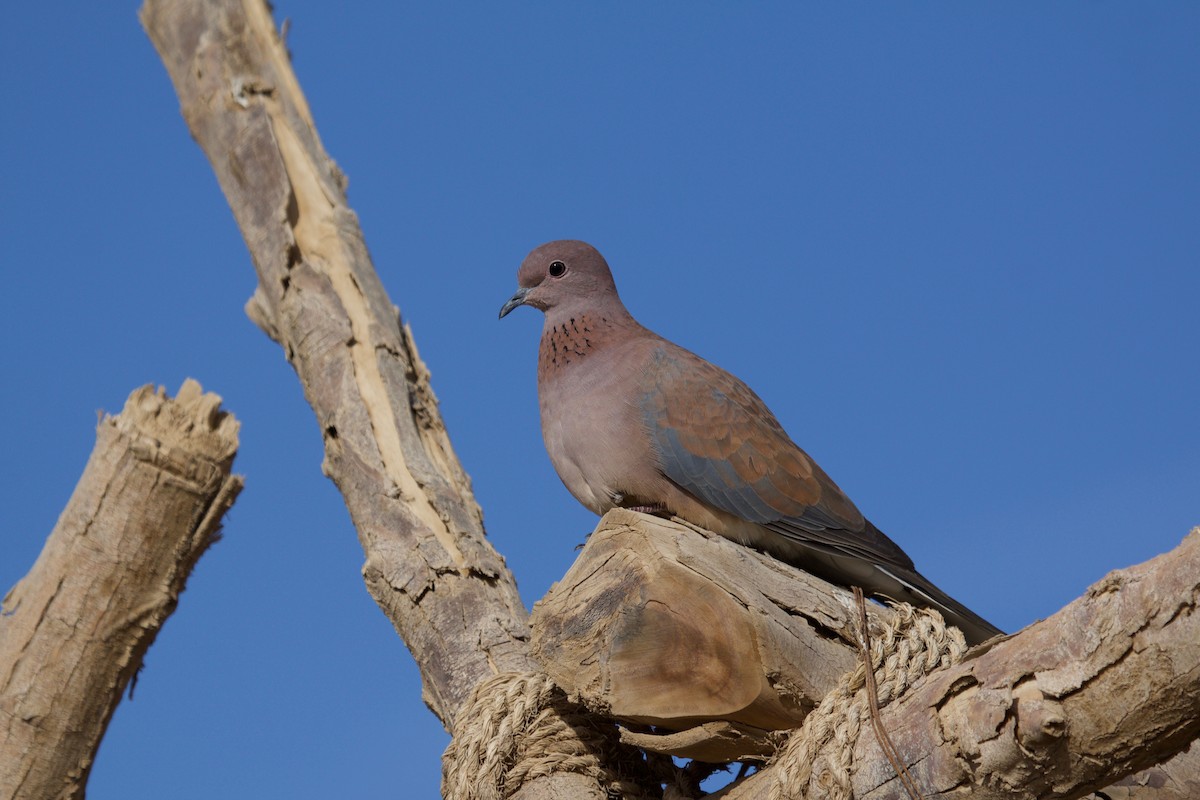Laughing Dove - ML136966011