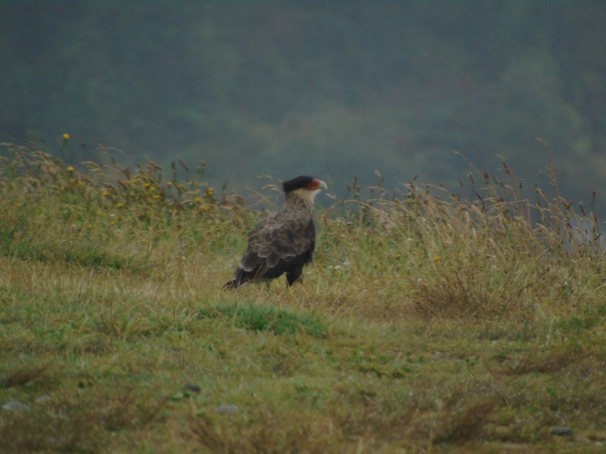 Crested Caracara (Southern) - ML136966371