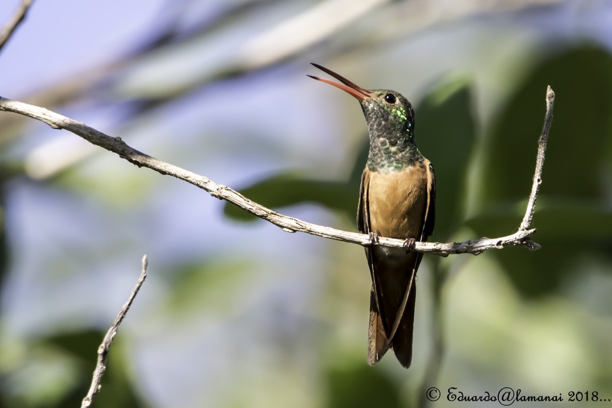 Buff-bellied Hummingbird - Jorge Eduardo Ruano