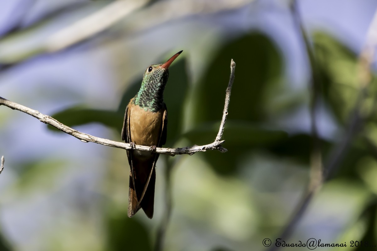 Buff-bellied Hummingbird - ML136966471