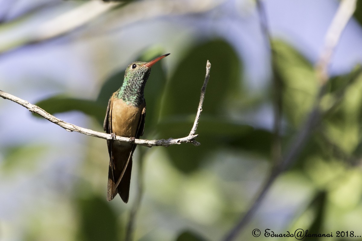 Buff-bellied Hummingbird - ML136966531
