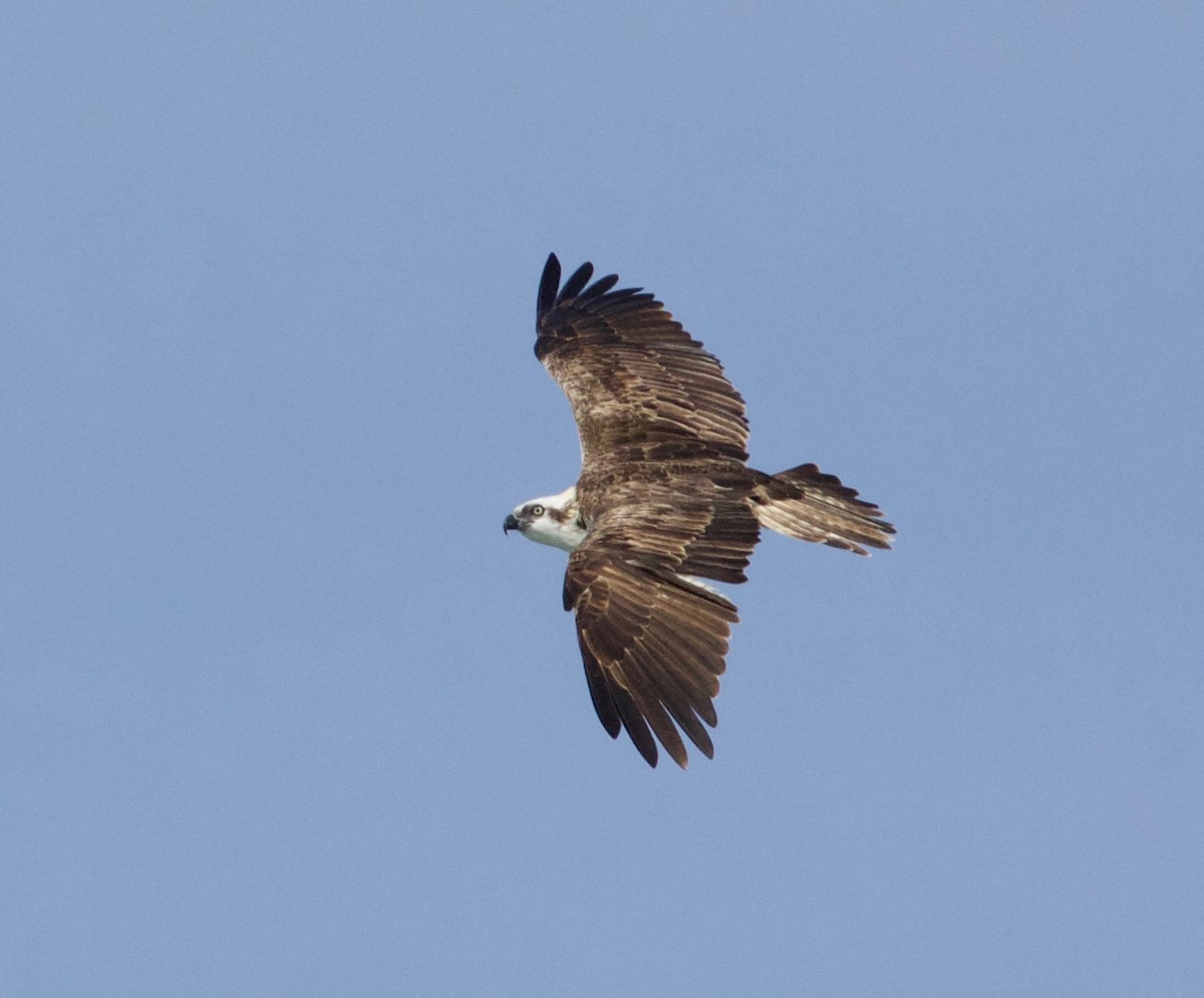 Águila Pescadora (haliaetus) - ML136966771
