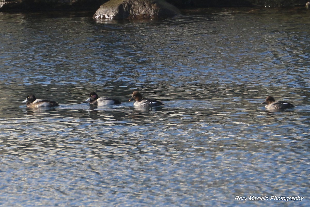 Greater/Lesser Scaup - Rory Macklin