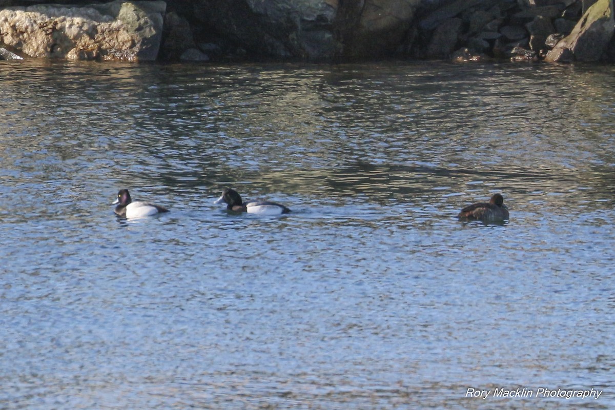 Greater/Lesser Scaup - ML136969951