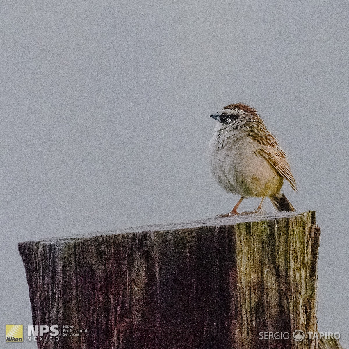 Striped Sparrow - Sergio Tapiro Velasco