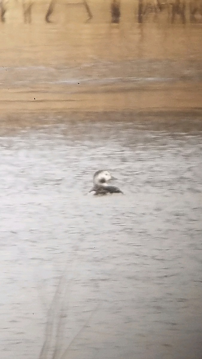 Long-tailed Duck - ML136970211