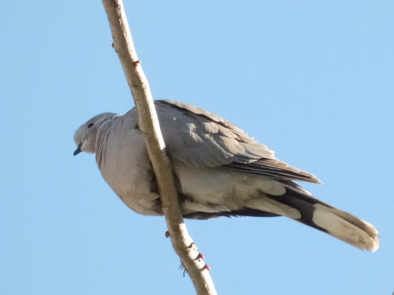 Eurasian Collared-Dove - ML136970311