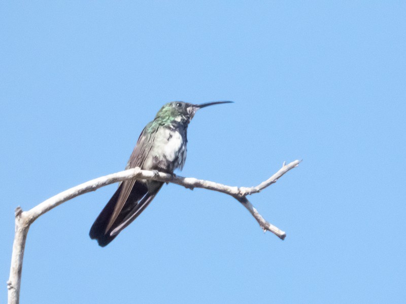 kolibřík hispaniolský - ML136971361