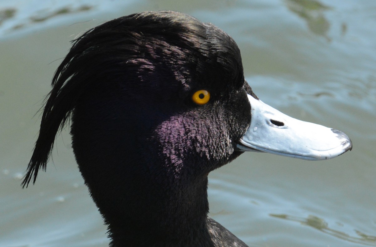 Tufted Duck - ML136974761