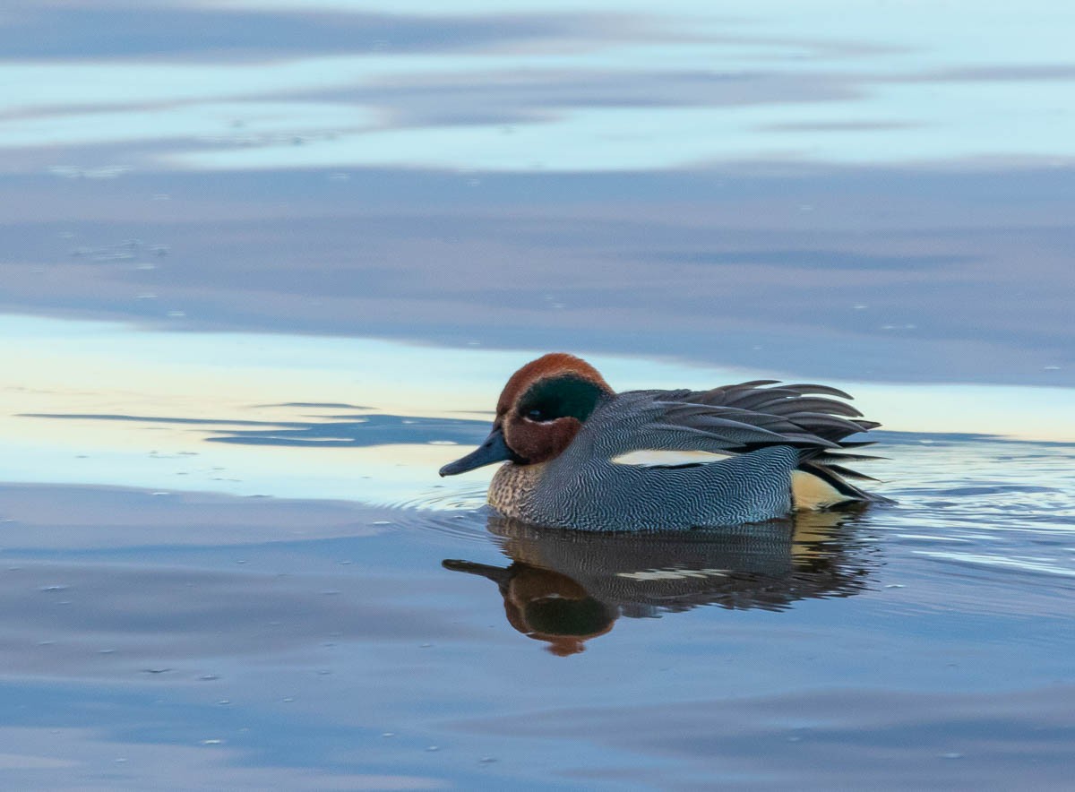 Green-winged Teal - ML136976111
