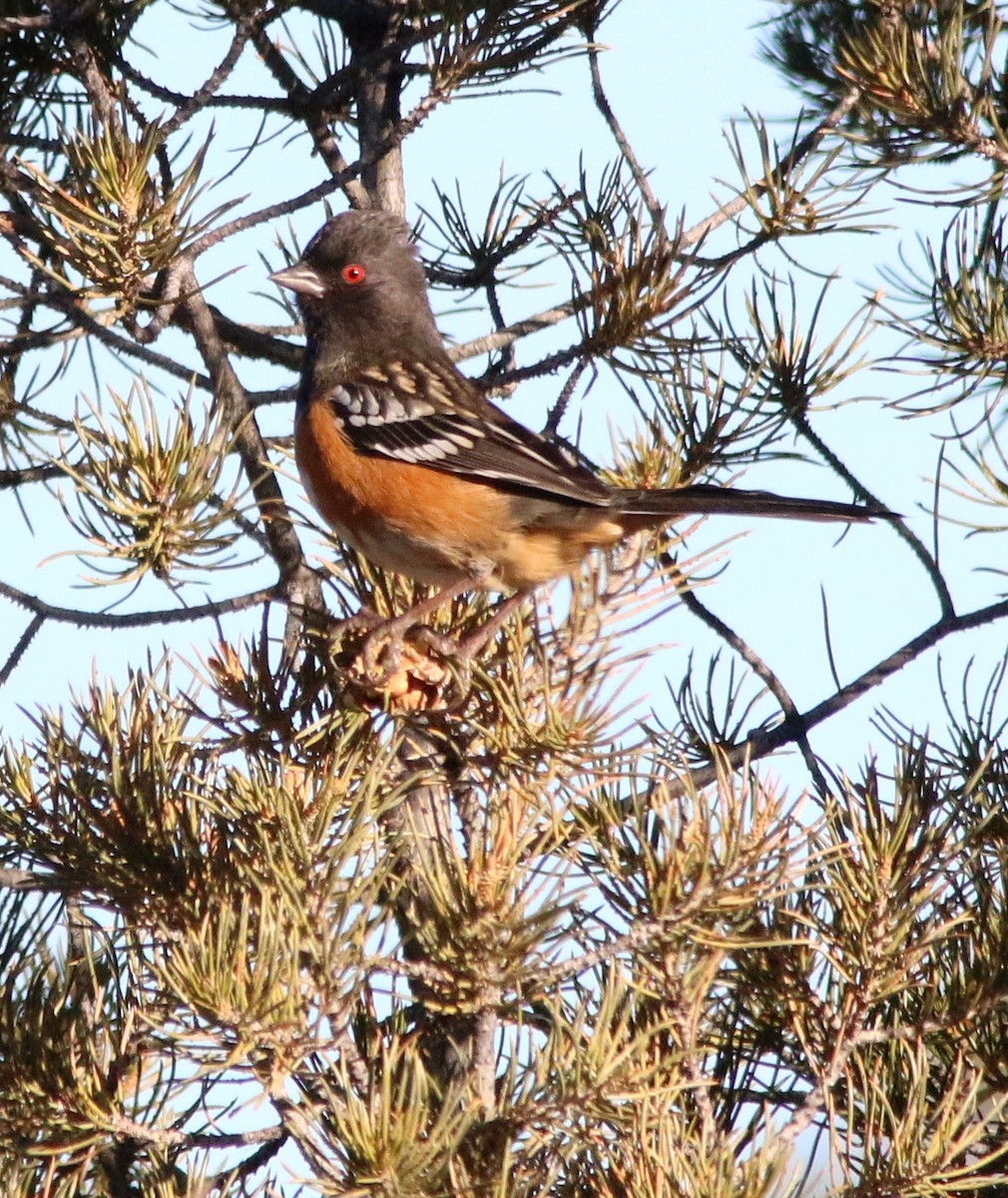 Spotted Towhee - ML136976301