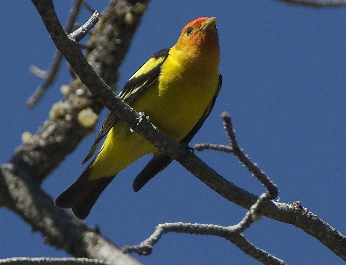 Western Tanager - ML136976481
