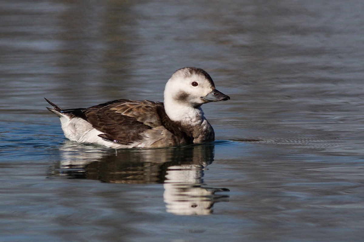Long-tailed Duck - Charlotte Farrell