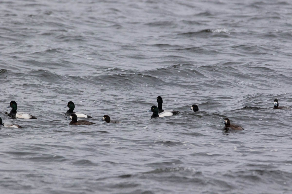 Greater Scaup - ML136977851