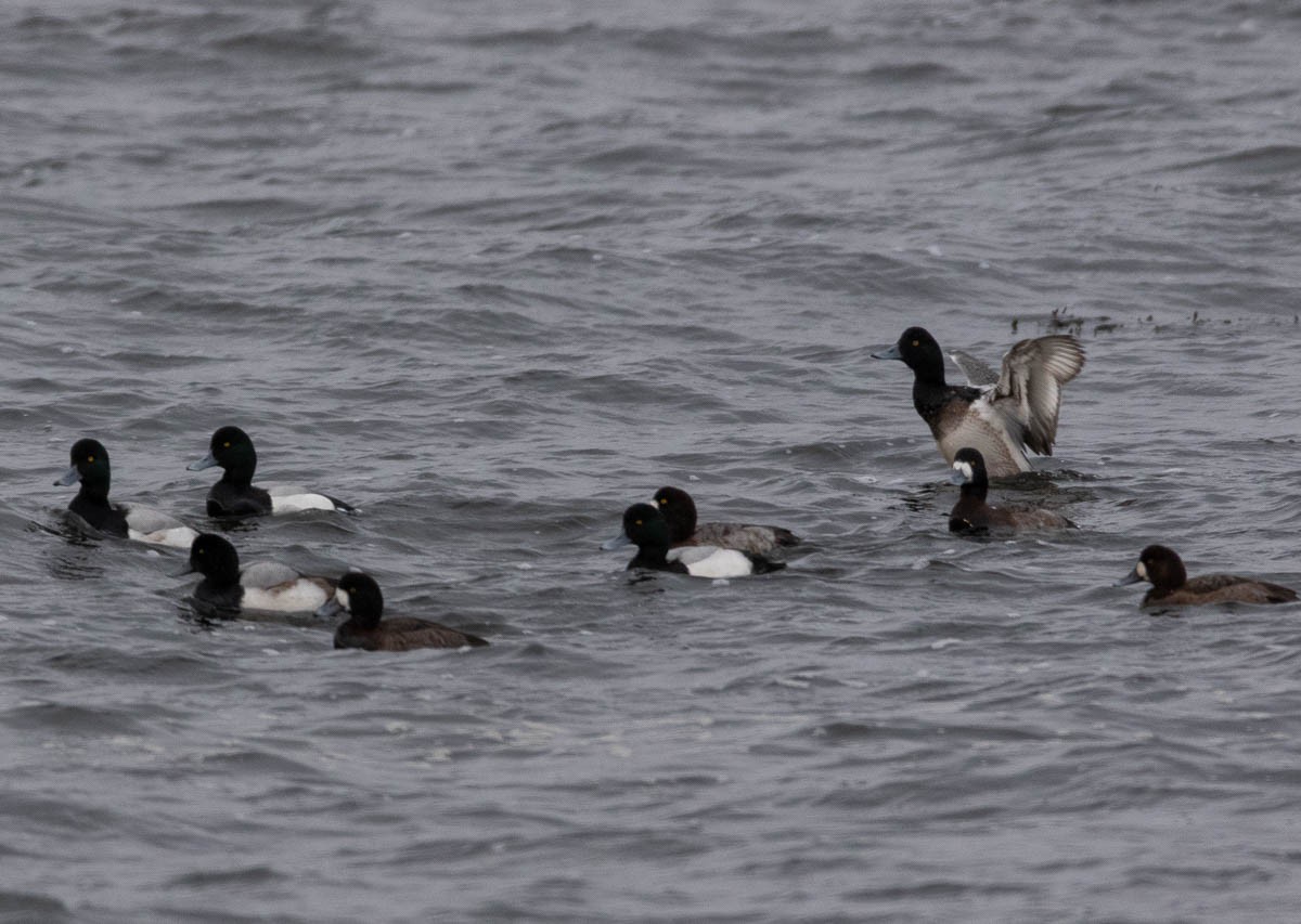 Greater Scaup - ML136977861